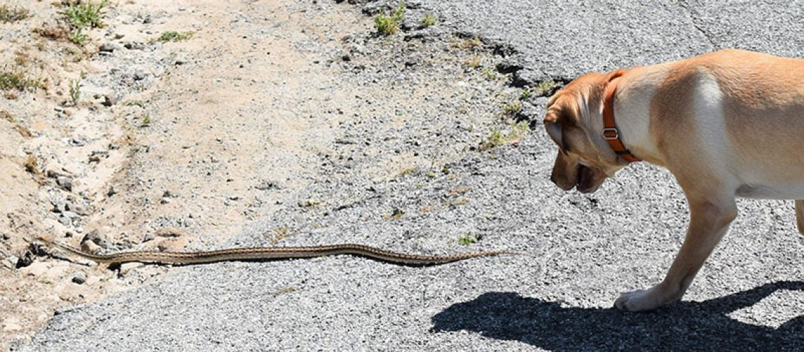 כלבים והכשות