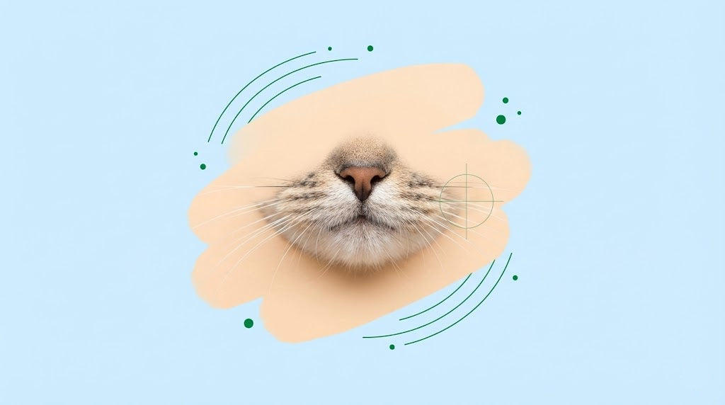 מה מסתתר מאחורי השפם של החתול שלכם?