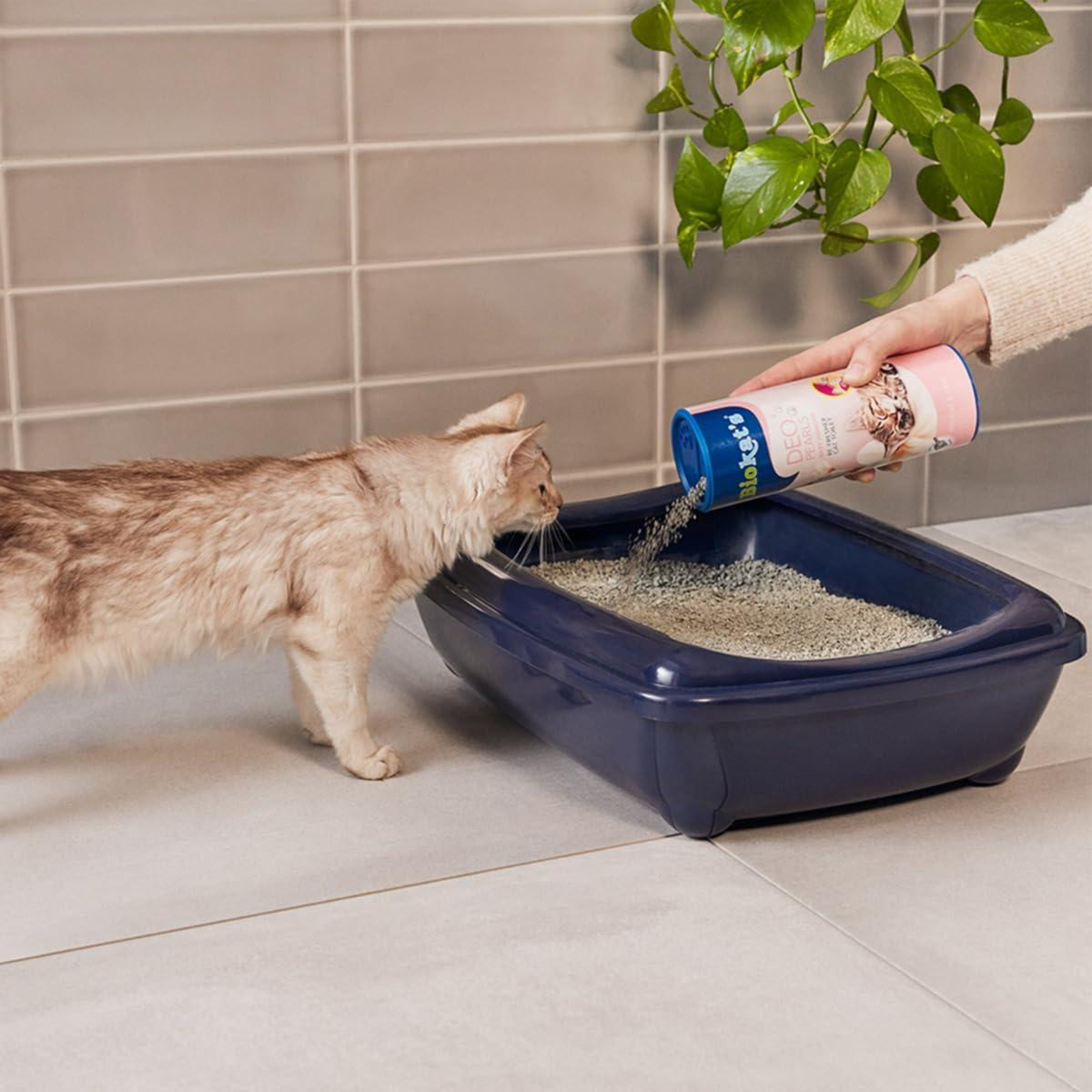 A cat watching as a person pours litter into a blue litter box.